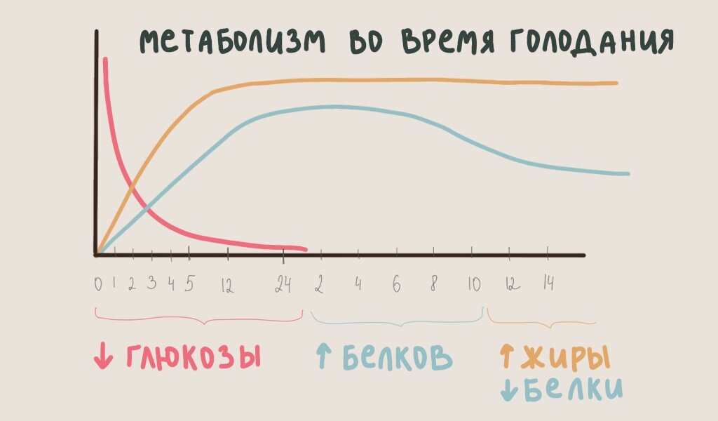  0-24 часы, 2-14 дни. Примерное представление расщепления макроэлементов во время голодания/очень низкого потребления пищи