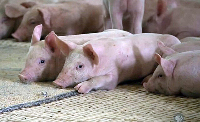 Распознавание болезней свиней в условиях фермы