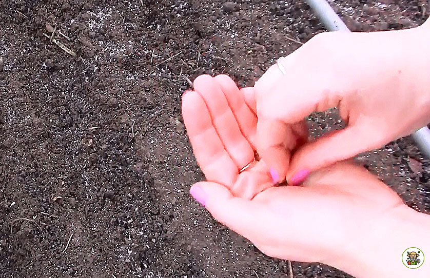 Подзимний посев семян