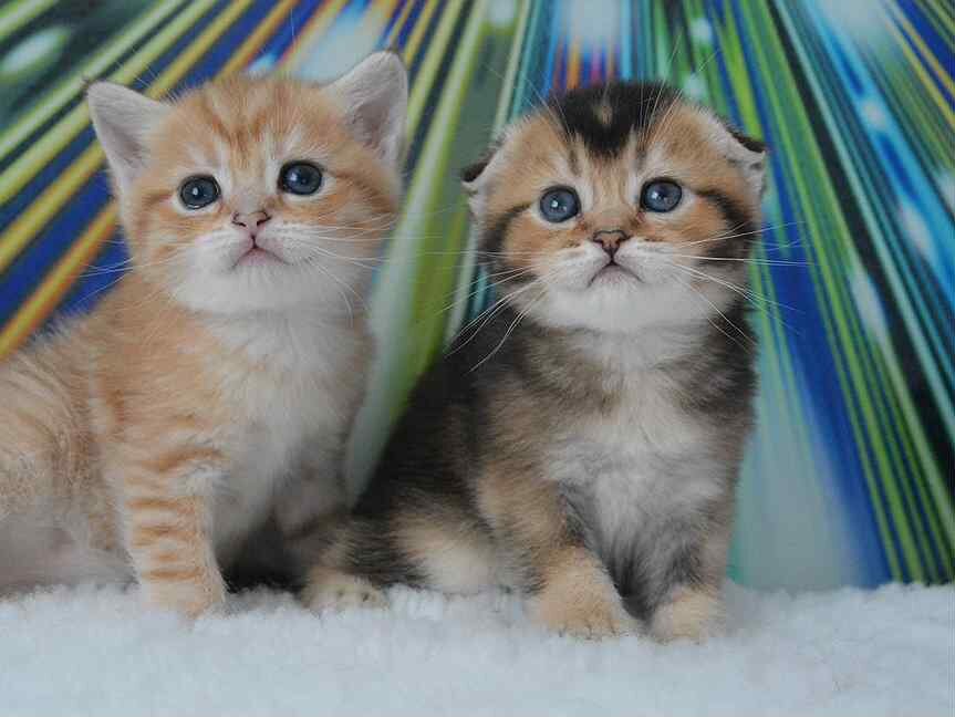 А вам какой котёнок больше по душе? Фото с сайта: https://www.avito.ru/