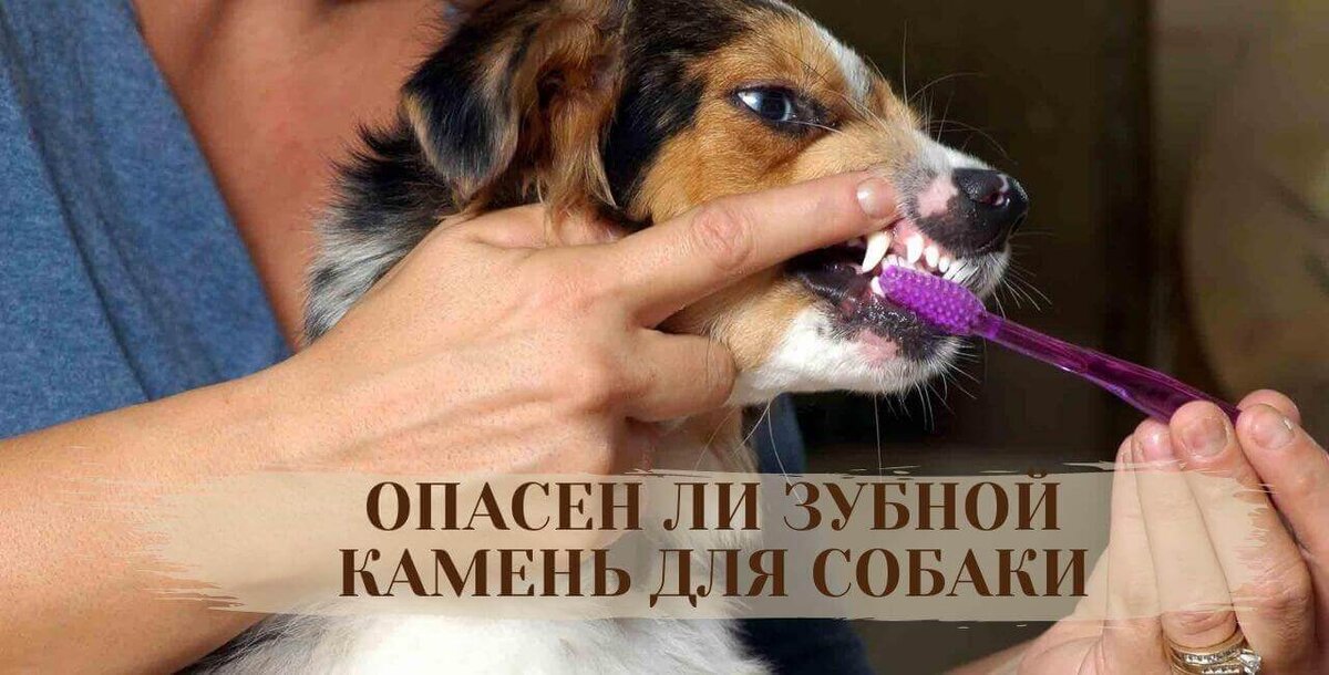 Опасен ли зубной камень для собак | For Pet | Дзен