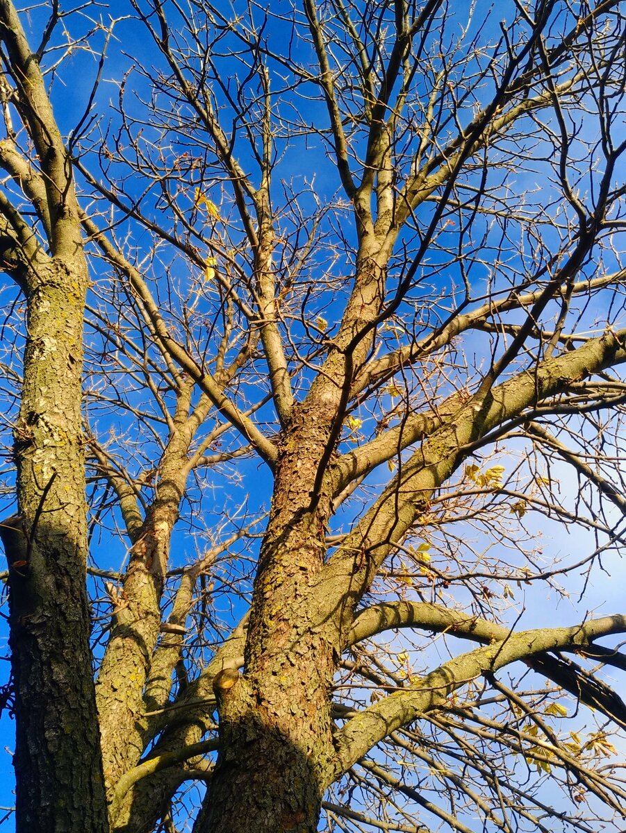 Древо, которое олицетворяет полученный человеком опыт с самого рождения.