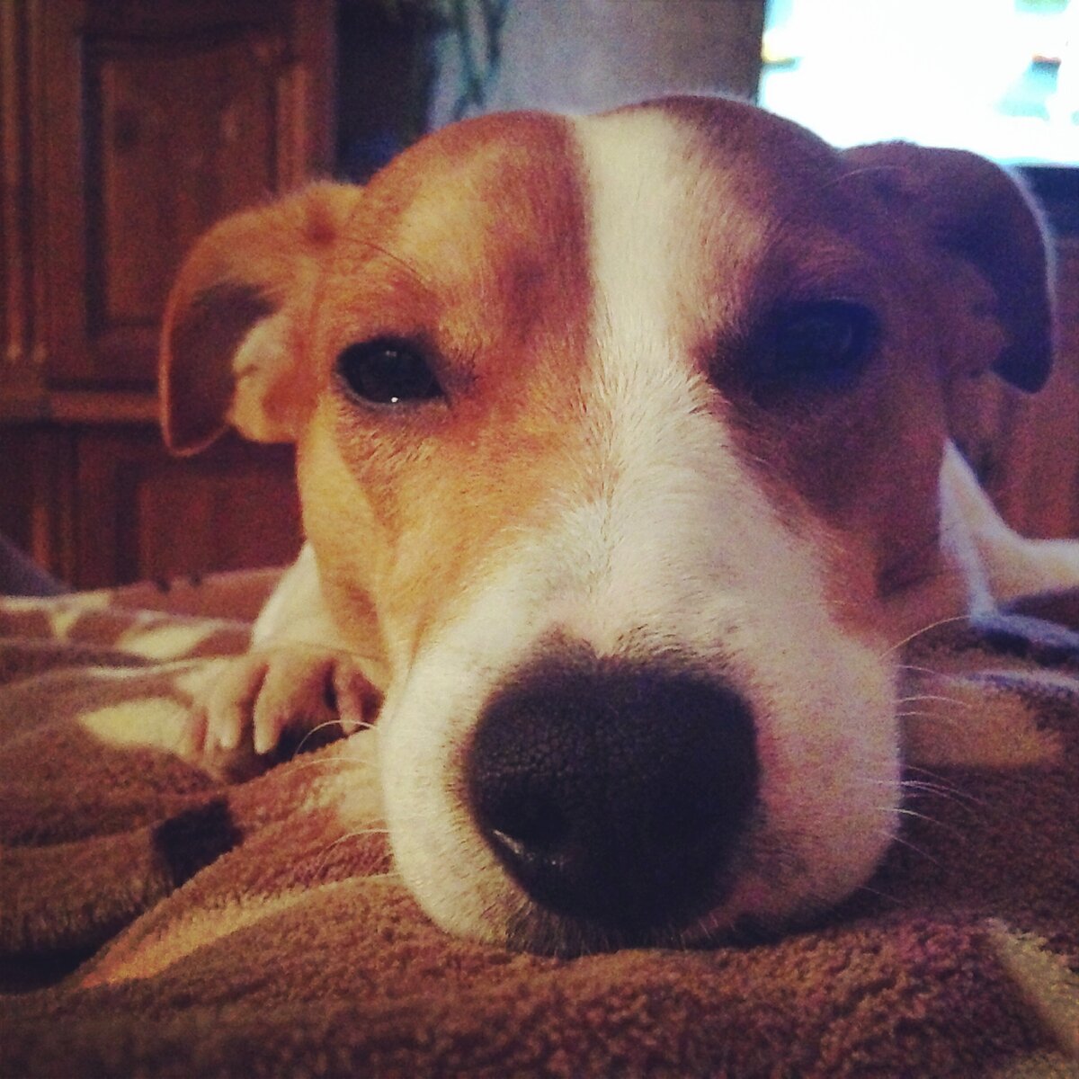 Любопытный кожаный нос- одно из самых любимых достоинств моего друга!