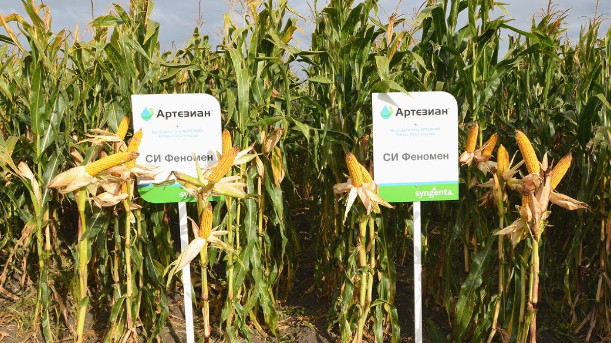 Фото :www.syngenta.ru