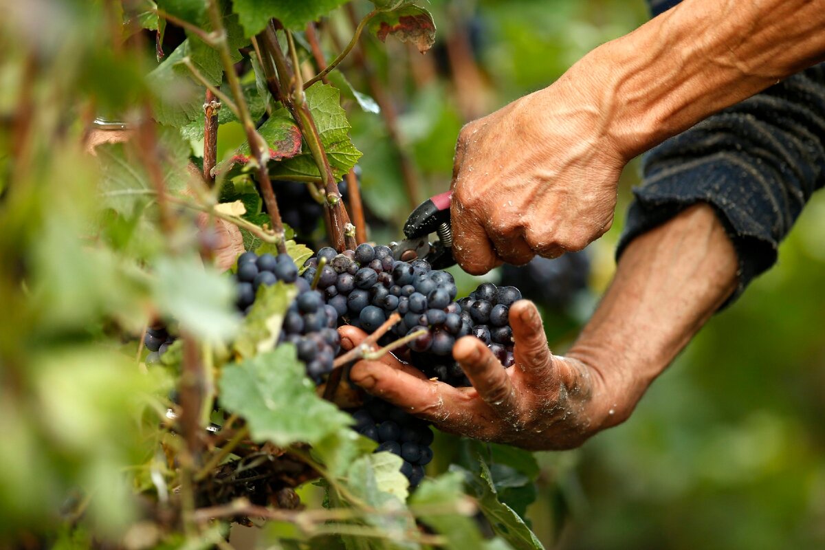 Производство виноградных вин. Адыгейцы виноградарство. Ртвели в Грузии. Сбор винограда. Сбор урожая.