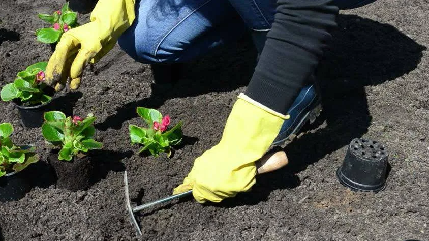 Высадка бегоний всегда ответственное мероприятие!