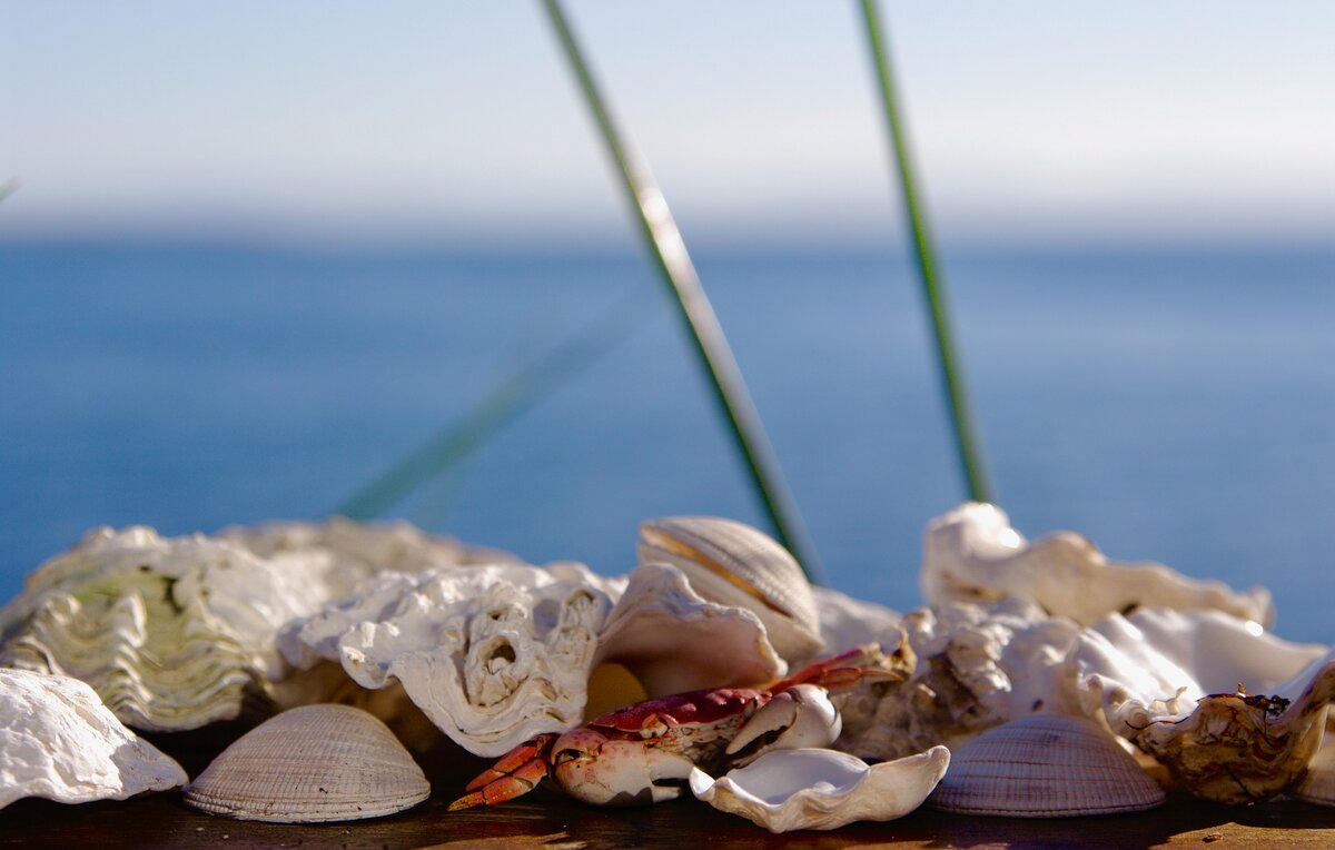 Устрицы на берегу моря. Устрица на песке. Море кофе ракушки. Запах моря картинки.