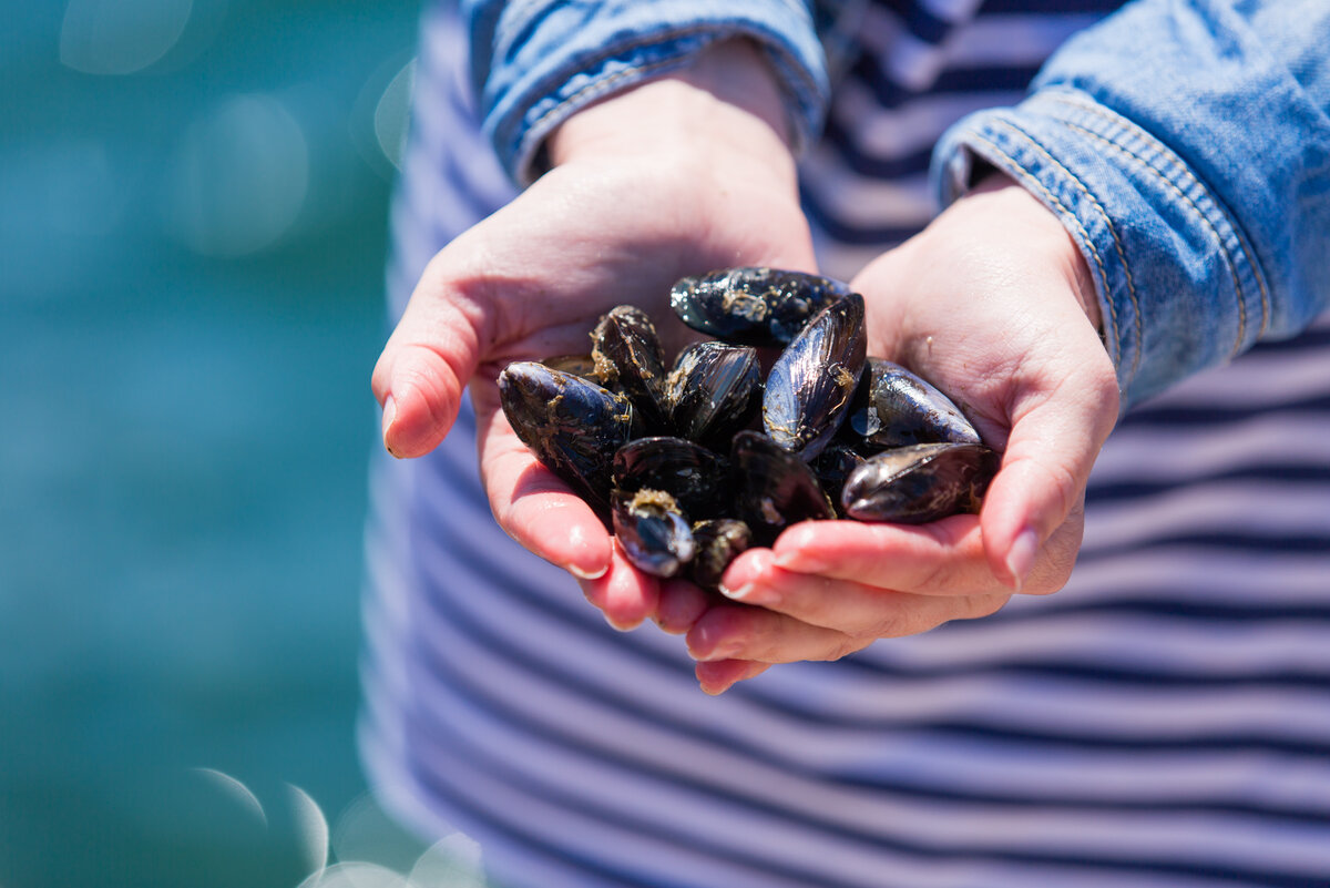Тихоокеанские мидии. Фото: Вадим Мартыненко