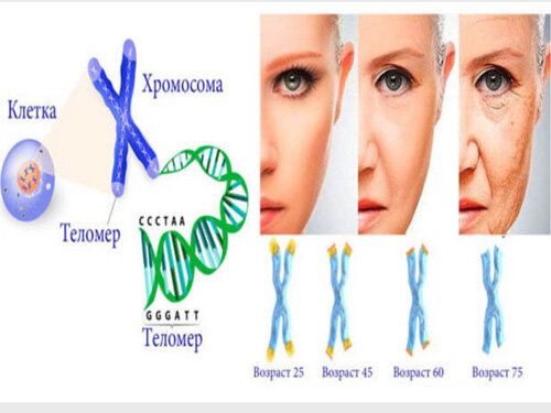 Теория старения женщин.