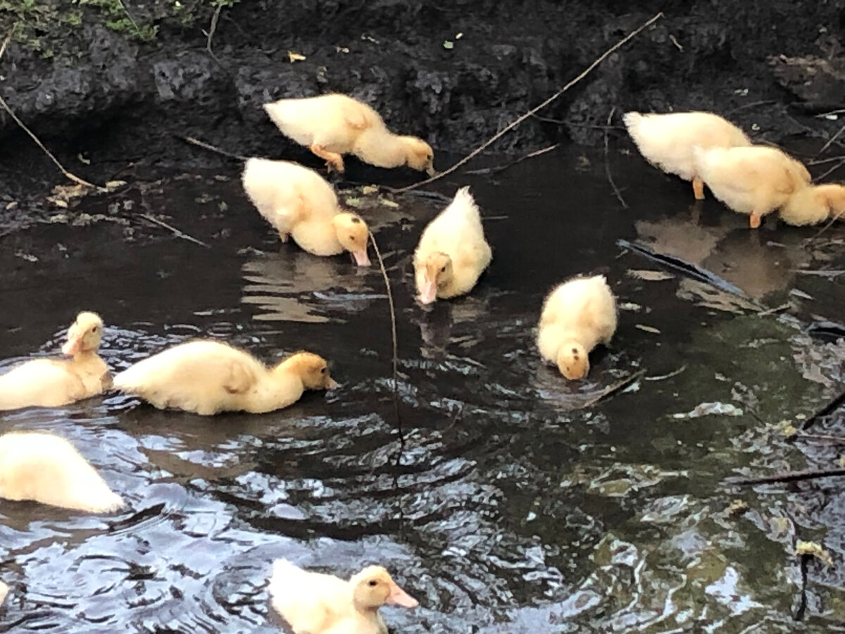 Мулардам 3 недели.