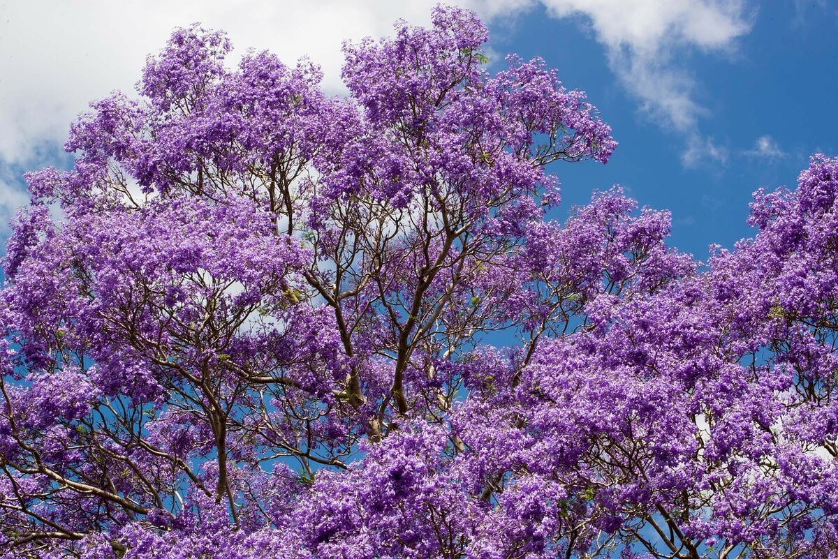 Если вы бывали на Кипре, то наверняка заметили эти красивые деревья. И нет, это — не сирень! Это — жакаранда. Что означает название? «Жакаранда» происходит из языка гуарани и означает «душистая».