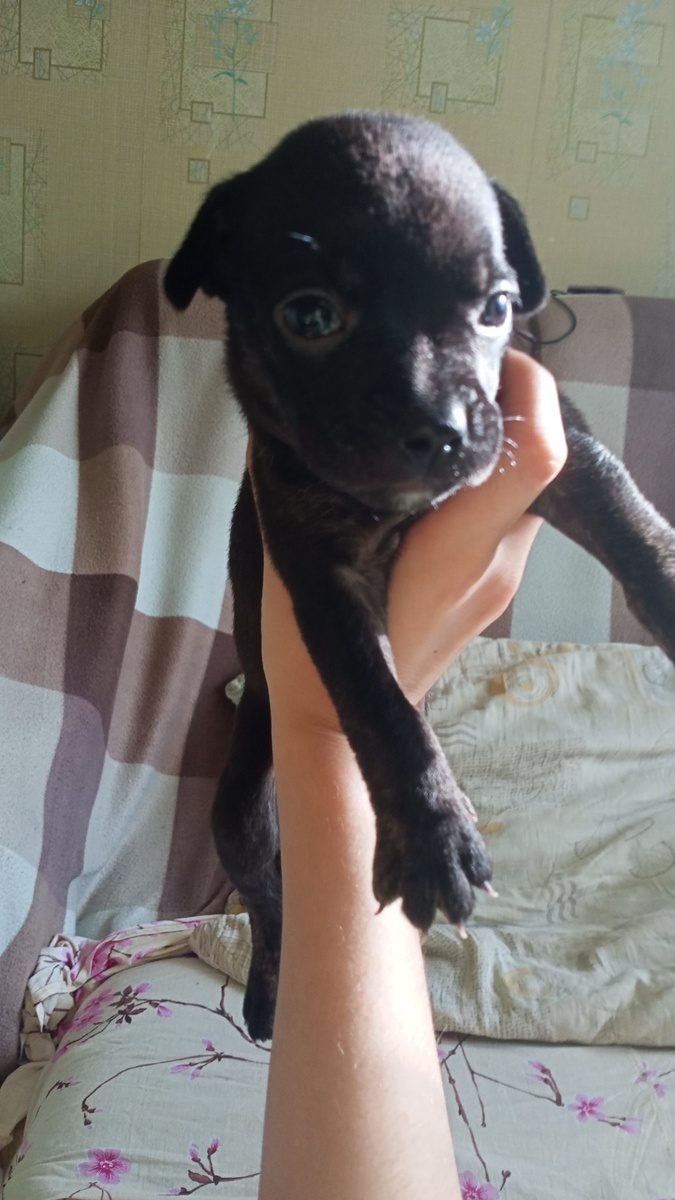 Первый день дома, Джеське 4 недели