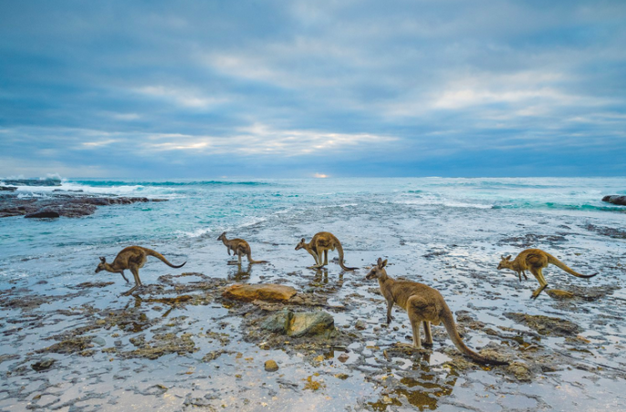 Почему кенгуру в Австралии начали отстреливать. "Это животное – национальные бедствие". Фото: Стефано Унтертинер 