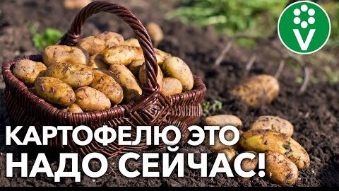 УРОЖАЙ КАРТОФЕЛЯ БУДЕТ БОЛЬШЕ, если сделаете так в августе! Всё об уходе за картофелем в конце лета!