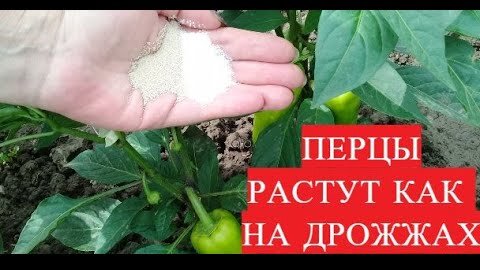 КУПИЛИ Кондиционер!НЕ ОЖИДАЛА!ПЕРЦЫ Растут, как на ДРОЖЖАХ!!Полейте ПЕРЦЫ и Ждите БОГАТОГО УРОЖАЯ!!!