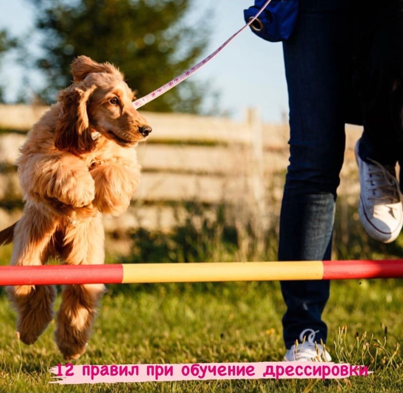 12 правил, которые нужно знать при обучении своей собаки командам