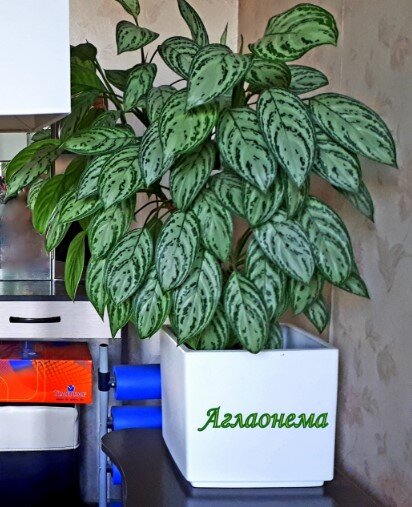 Материнское растение, которому уже лет 7-8. Чувствует себя прекрасно. Конечно, периодически я подкармливаю его. Единственное - стволы у аглаонемы не прочные, поэтому проседают, и растение гнётся как ива. Приходится его подвязывать.