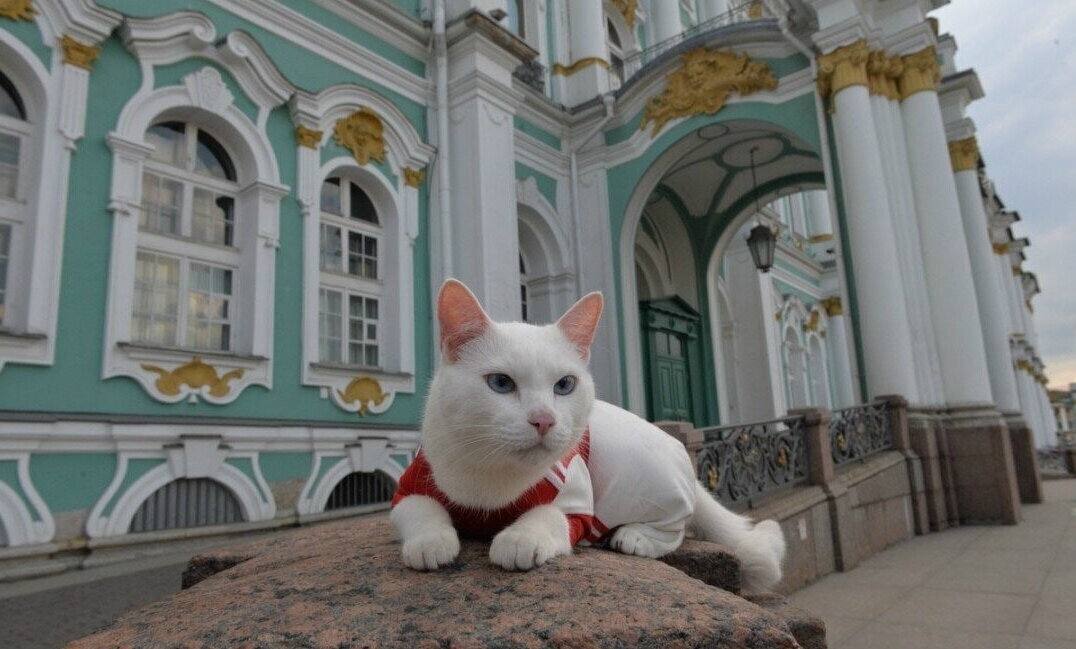 Коты зимнего дворца