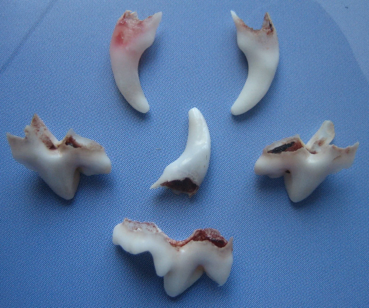 Клык фото зуба
