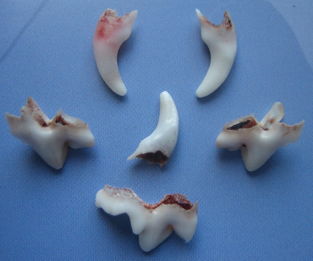 Как выглядит молочный зуб после удаления When Does Baby Develop Teeth