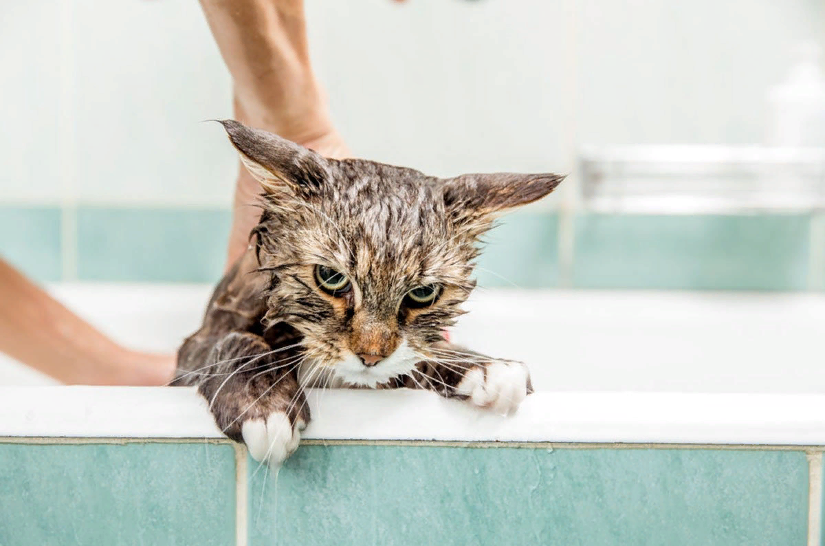После мытья кошки. Кот в ванной. Кот купается. Котенок купается. Мокрый кот.