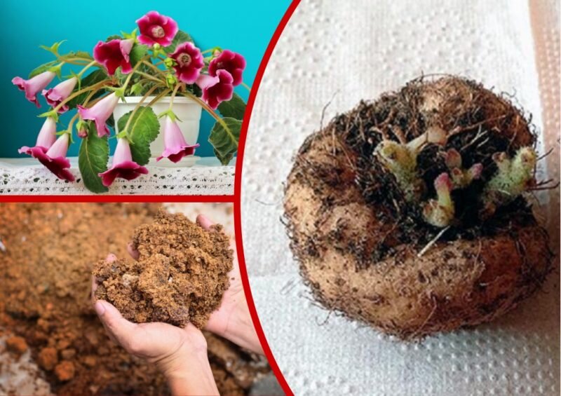 Уход за глоксинией в период покоя.