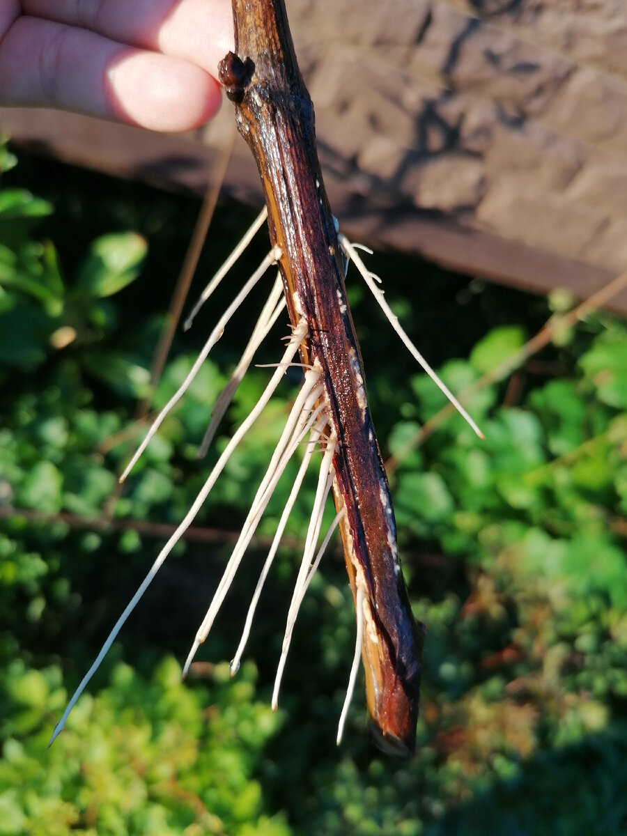 Корни на моём черенке винограда появились в воде. Фото автора.