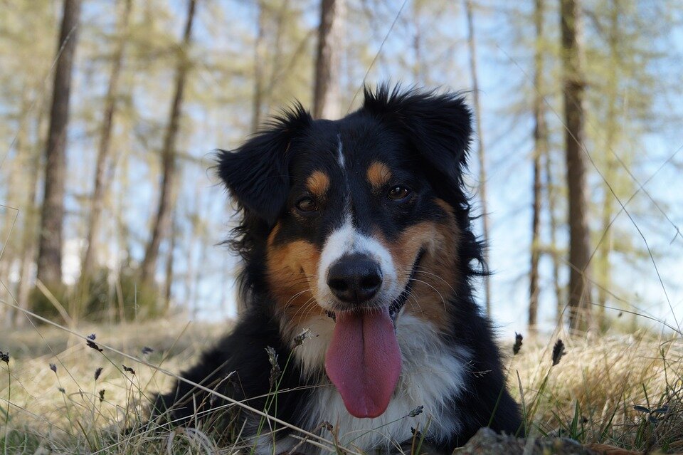 Источник: pixabay.com