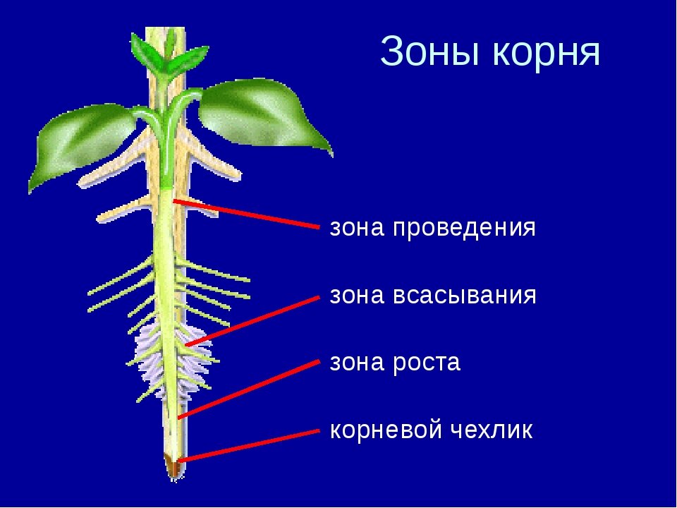 Зона всасывания находится сразу за зоной роста. Она покрыта корневыми волосками и мелкими корневыми отростками. Вся остальная часть корня - зона проведения, она может быть длиной до нескольких метров. 