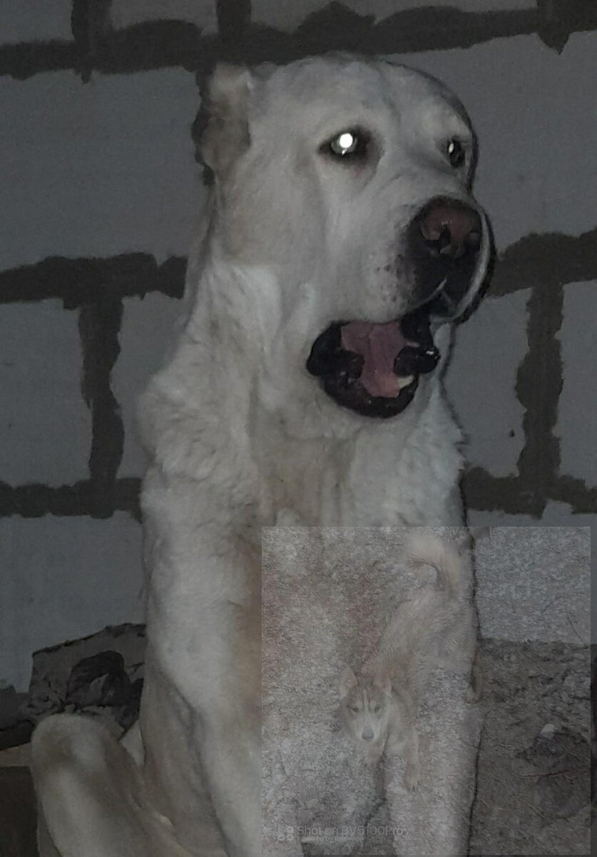 Удивленная собака: "Я боюсь? Это вы боитесь! А я ищу". Фото автора