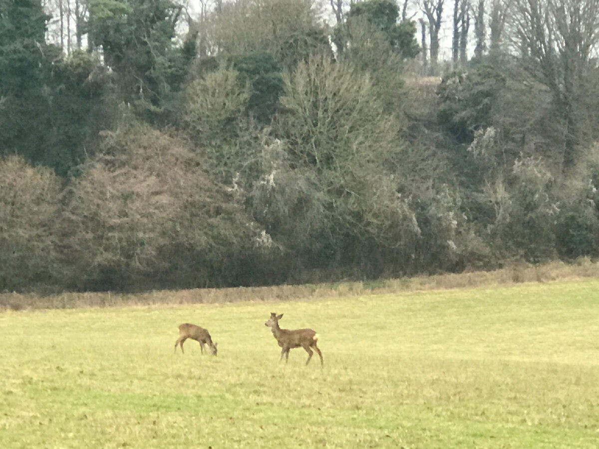На прогулке можно встретить диких оленей. Фотография из личного архива.