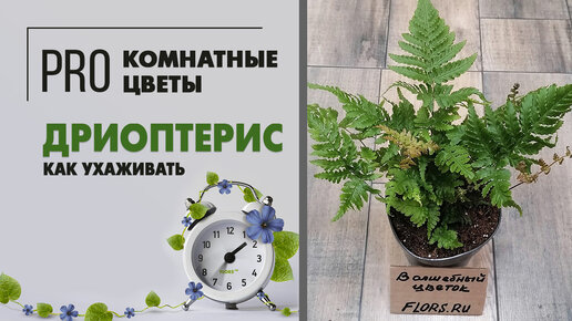 Дриоптерис или Щитовник - папоротник, который отлично чувствует себя в комнатных условиях