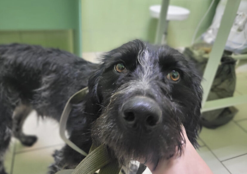 Тощий Дратхаар оказался на улице в мороз, но люди его обижали, а собаки ...