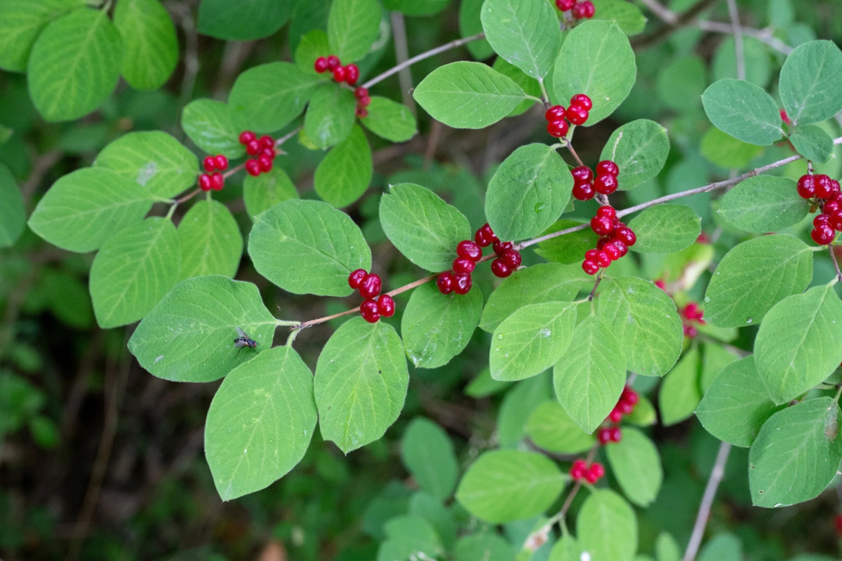 Какая ягода ядовитая. Жимолость Лесная-Lonicera xylosteum. Жимолость обыкновенная (Lonicera xylosteum). Лесная обыкновенная (Волчья ягода) жимолость. Жимолость Волчья ягода.