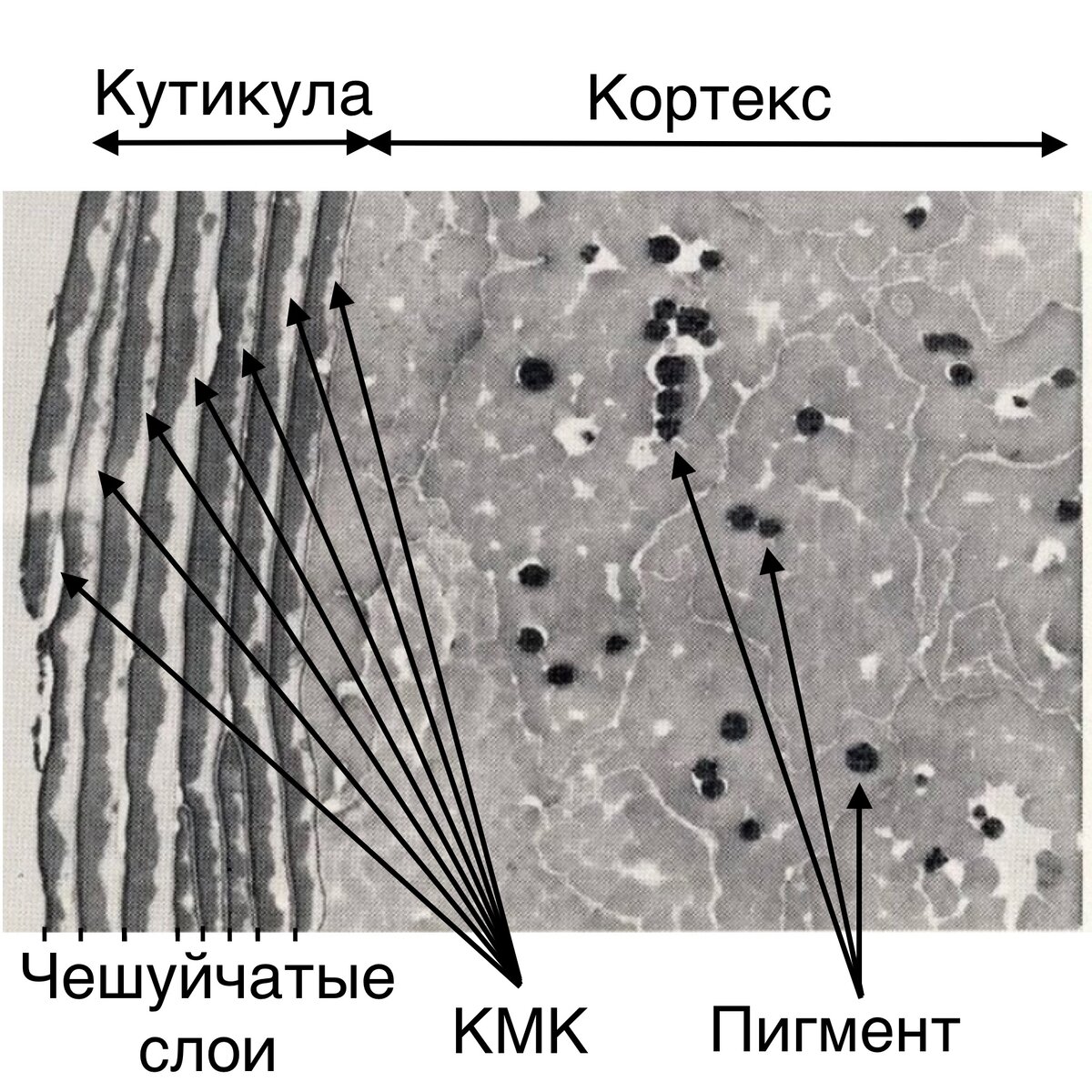 Рис. 1. Поперечный срез волоса человека.