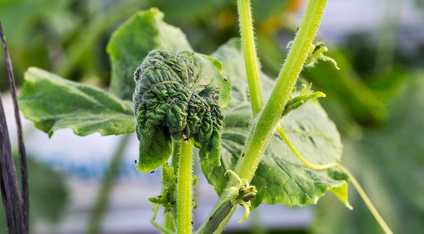 тля на огурцах