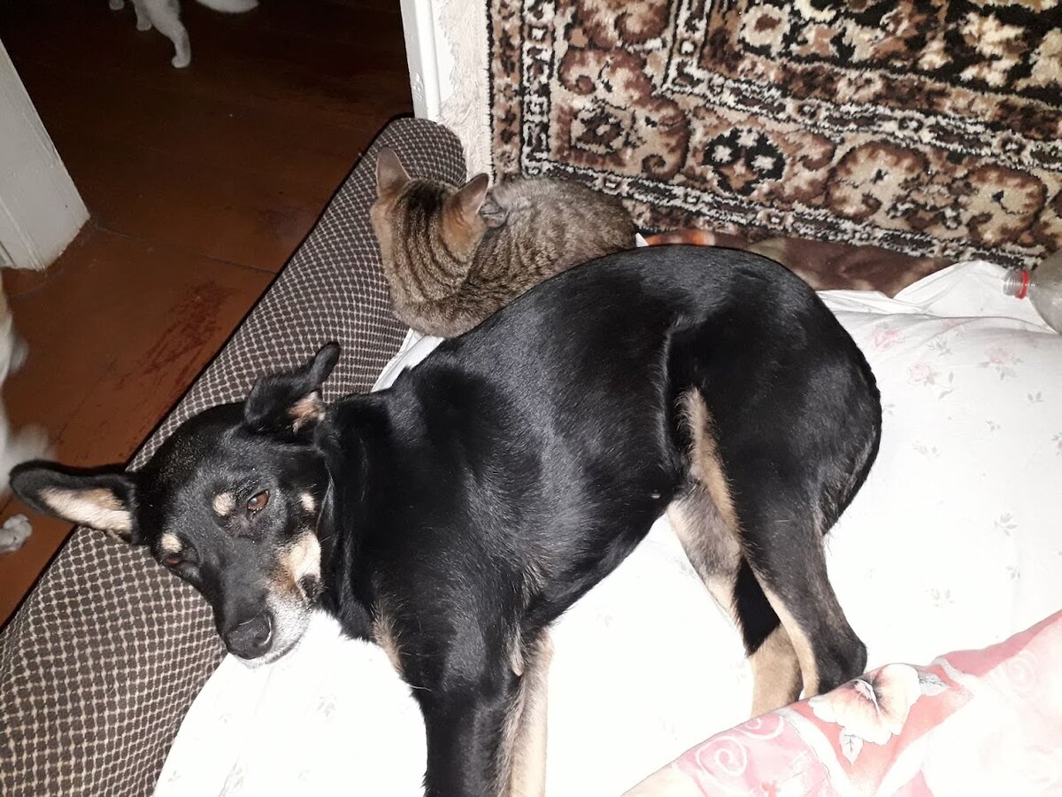 Мурзик и одна из собак