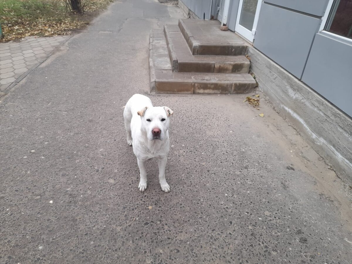 #волгоград #собаки #бездомныеживотные 