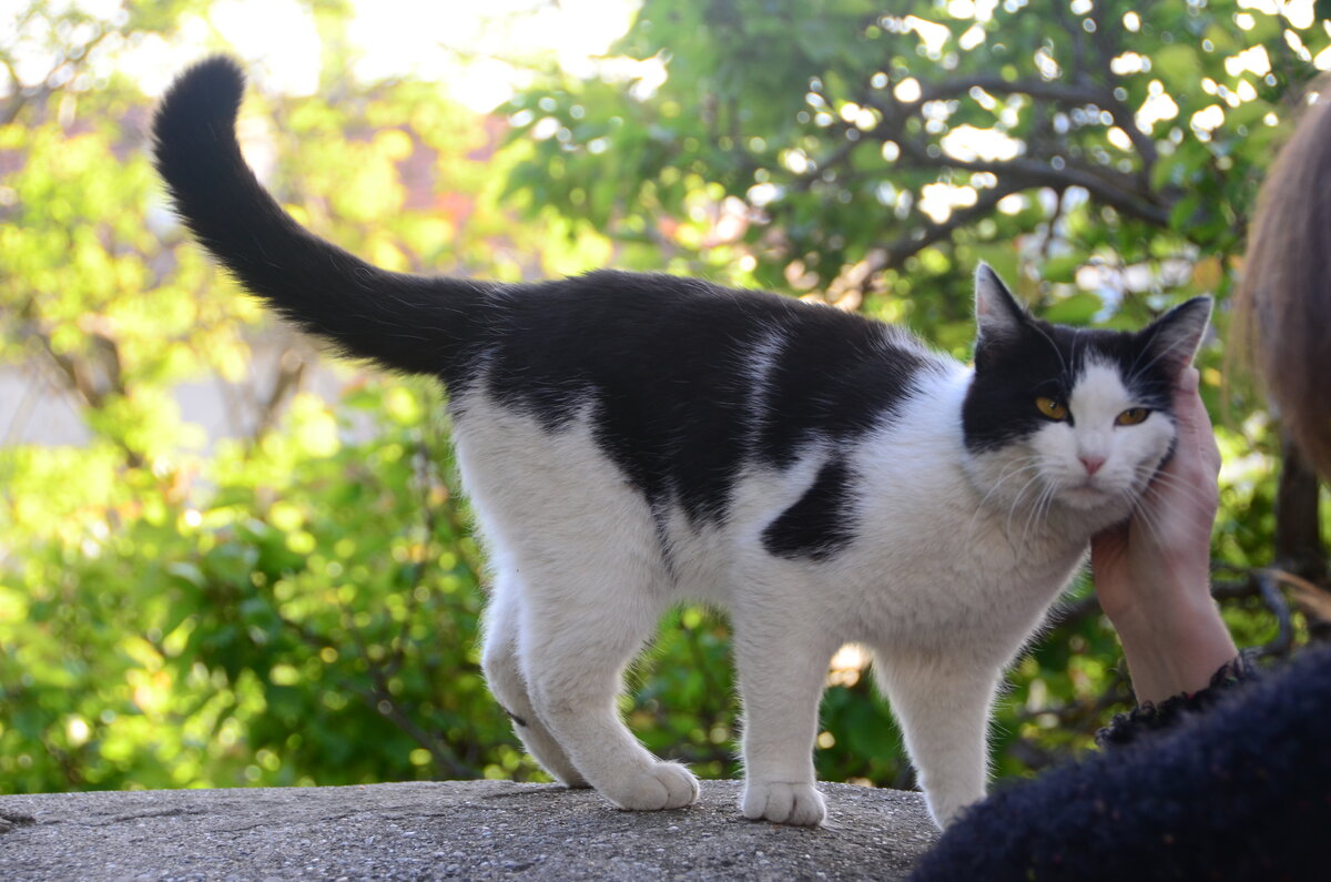 Крым - это большой "кошкин дом"