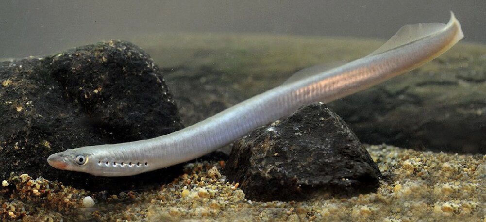 Из открытых источников 