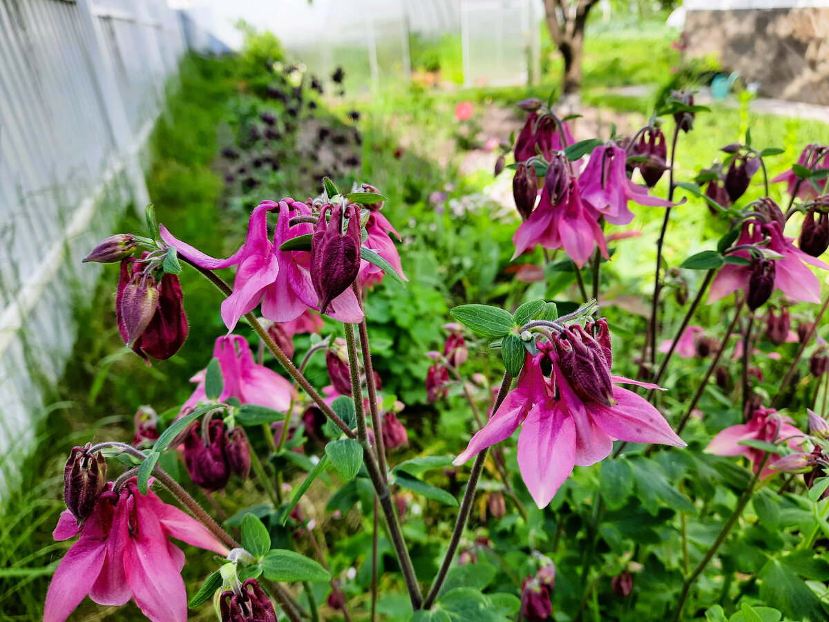 Aquilegia vulgaris Grennys Bonnet