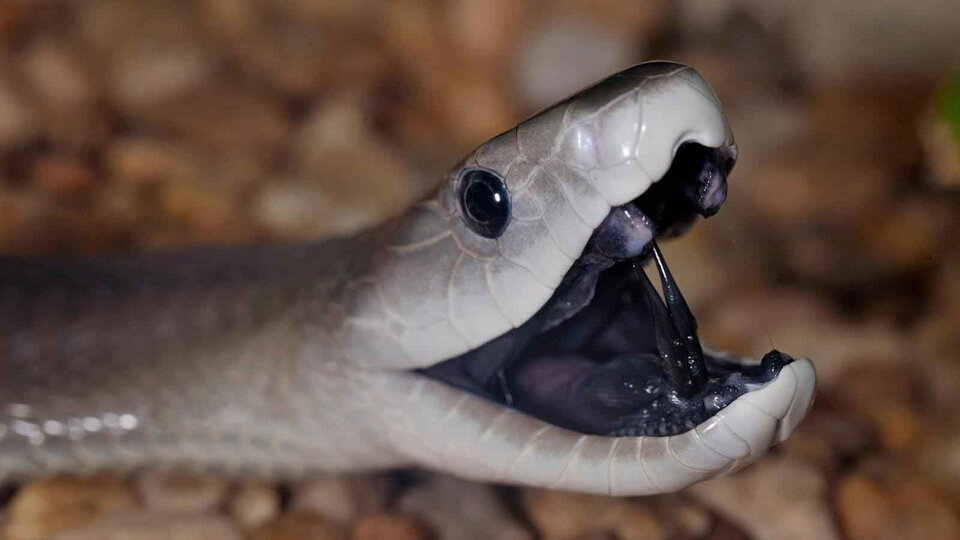 5 качеств черной мамбы, которые делают эту змею «самым опасным существом на  планете» | Ваша Планета | Дзен