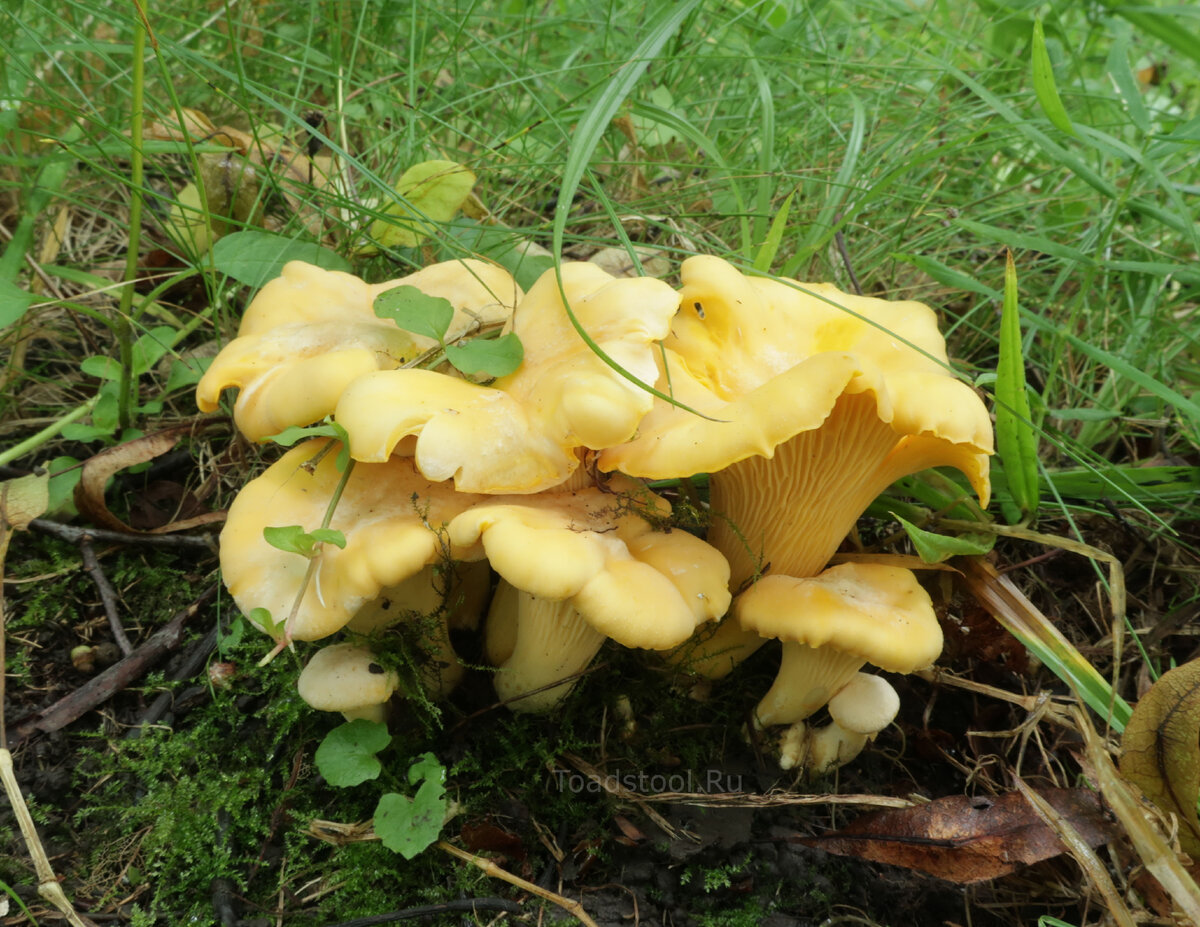 Лисички. Просто лисички (фото И.Лебединского)