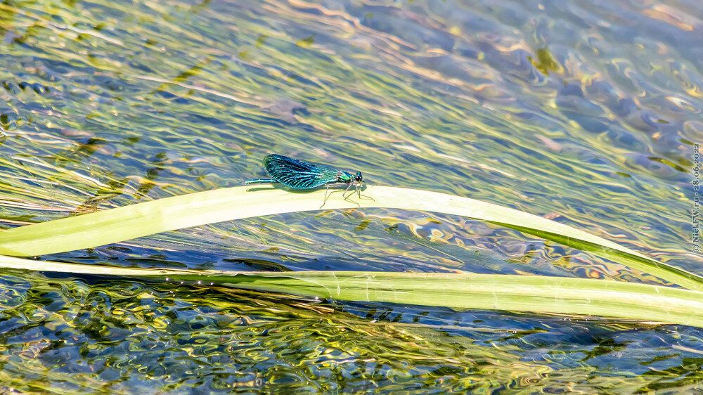1. Красотка темнокрылая © NickFW.ru — 28.06.2022г.