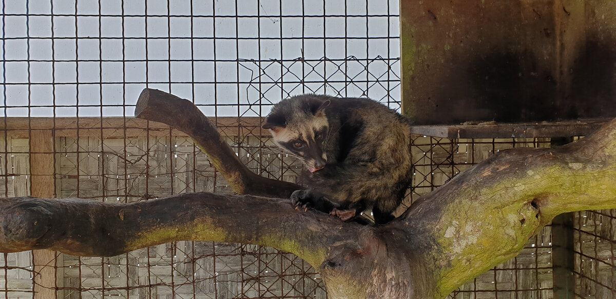 Зверек лювак. Индонезия.