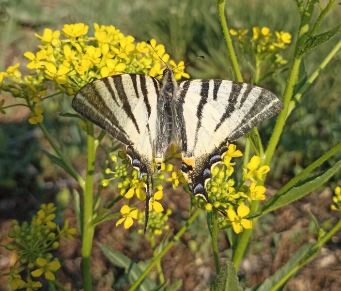 Личное фото. Подалирий. В этой статье представлены только 4 запечатленных мною в этом году бабочек. Жаль, что прошлогодние фото не сохранились 😐, так бы их сюда тоже поместила. 
