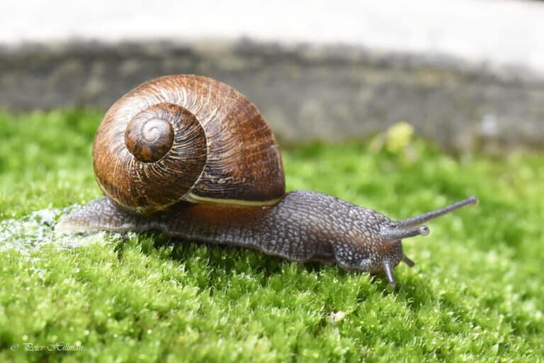    Съедобная крапчатая улитка Cornu aspersum / © Peter Hillman