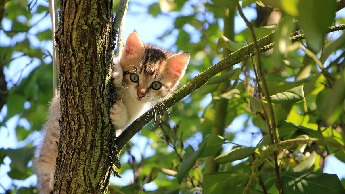   Мяукающий джекпот: мужчина спас котенка и баснословно разбогател© PxHere | pxhere.com