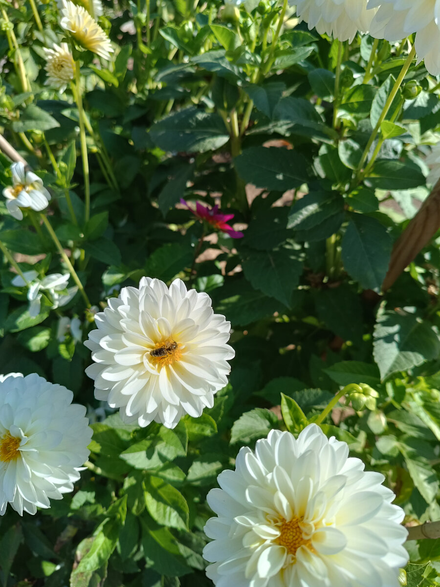 Нежная Siberia