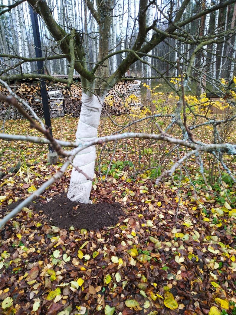 Подкормим осенью плодовые деревья